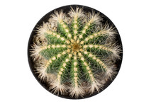 Cactus, Globe Cactus With Black Pot, Top View, Isolated On White Background With Clipping Path 
