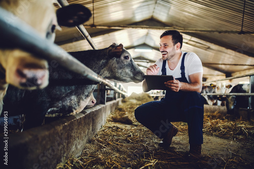 Fotografía Handsome caucasian farmer in overall crouching next to calf, using tablet and smiling