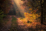 Fototapeta Las - Road in the forest and sunbeams during a foggy autumn morning near Piaseczno, Poland