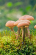 honey mushroom family on turf