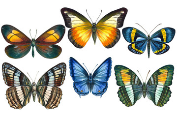 Wall Mural - collection of colorful butterflys on an isolated white background, watercolor illustration, hand drawing, painting