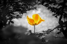 Yellow Tulip Soul In Black White For Peace Heal Hope. The Flower Is Symbol For Power Of Life And Mind Strength Beyond Grief Death And Sorrows. Also Symbolizes Healing Of Stress Or Burnout