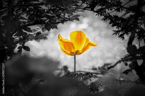 Yellow tulip soul in black white for peace heal hope. The flower is symbol for power of life and mind strength beyond grief death and sorrows. Also symbolizes healing of stress or burnout