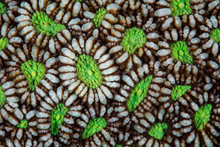 Detail Of A Reef-building Coral Colony Growing On A Healthy Reef In Komodo National Park, Indonesia. 