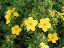 (Dasiphora Fruticosa)  Gros Plan Sur Fleurs Jaune Or Et Lumineuse De Potentille Arbustive 