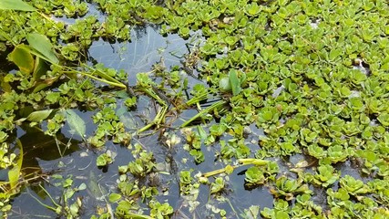 Wall Mural - Baby Alligators