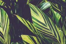 Tropical Leaves Of Variegated Ginger Natural Pattern Background