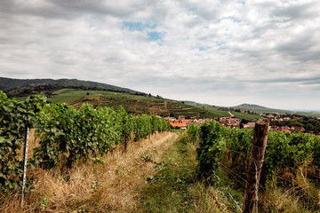 Wall Mural - walk through the French vineyards of Alsace