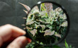 fresh harvest cannabis bud in details. Powerful trichomes of marijuana flowers.