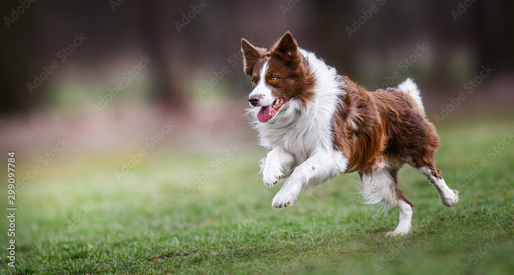Adult brown white border collie run very fast in training day. Happy dog jump side view. - obrazy, fototapety, plakaty 