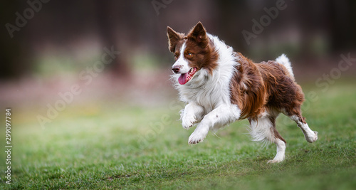 Dekoracja na wymiar  dorosly-brazowy-bialy-border-collie-biega-bardzo-szybko-w-dniu-treningu-widok-z-boku-skoku-szczesliwy-pies