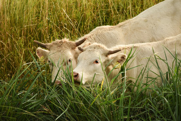 Cattles eating green grass together on a sunny summer day