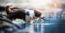Young Border Collie Dog In Water Pond Playing With Fir-cone.