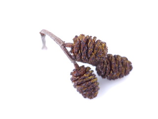 alder cones on a white background