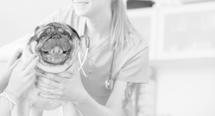 Wall Mural - Young veterinary doctor and girl stroking pug on table at hospital