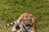 Fototapeta Zwierzęta - a bengal tiger in a green meadow
