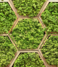 Seamless Texture Of Floral Moss Modules In Hexagon Wooden Frames. Wroclaw. Poland.