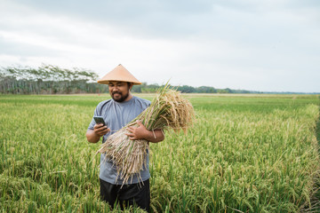 Wall Mural - asian farmer using smartphone while holding a rice grain on hand