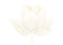 Luxury Golden Lotus Flower Floral On White Background Vector Illustration