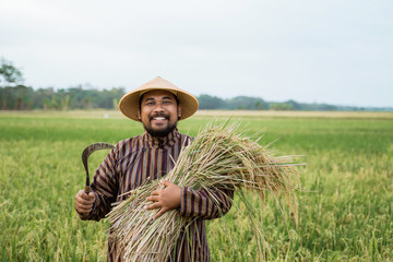 Wall Mural - farmer with indonesian traditional cloth holding rice grain in the field