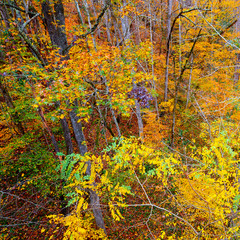 Wall Mural - colorful fall foliage