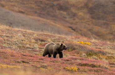 Sticker - Grizzly Bear in Autumn in Denali National Park Alaska