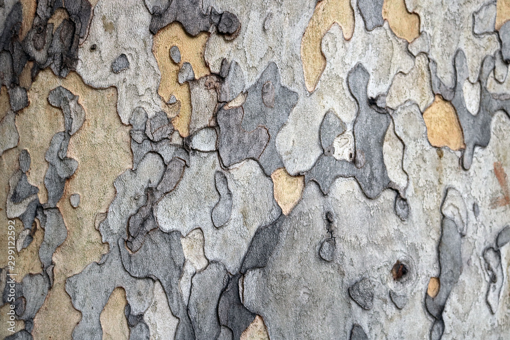 bark of a tree on the trunk during autumn - irregular colorful shapes - obrazy, fototapety, plakaty 
