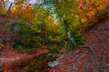 Sticker - Autumn forest