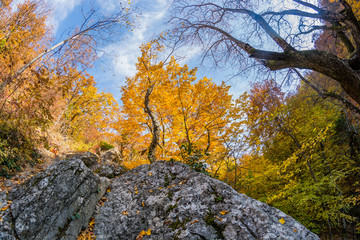 Sticker - Autumn forest