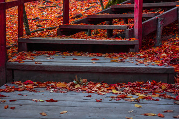 Sticker - Autumn forest