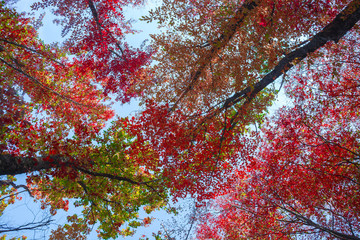 Canvas Print - Autumn forest