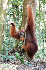 Fototapete - Beautiful male Sumatran Orangutan (Pongo abelii) during a ecotourism jungle hike in Gunung Leuser National Park, Bukit Lawang, Sumatra, Indonesia