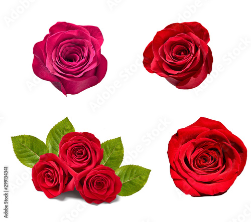 flower rose petal blosspm background