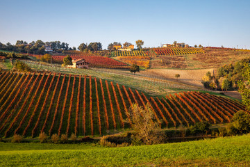 Wall Mural - Colorful vineyards near Castelvetro di Modena, Emilia Romagna, Italy