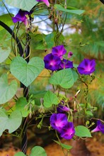 Beautiful Purple Morning  Glory Flowers