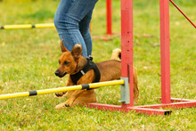 A Young Brown Mixed Breed Dog Learns To Jump Over Obstacles In Agility Training. Age 2 Years.