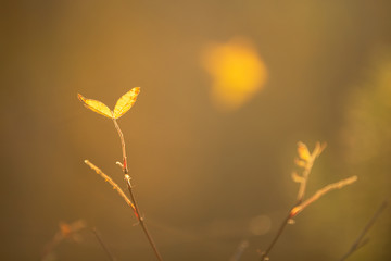 Beautiful yellow autumn leaves in forest in fall. Close-up image