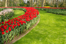 Flower Bed Of Red Beautiful Tulips. Green Lawn. Beautiful Spring Tulips Flowers In Park. Sunny Day. Copy Space For Text - Image