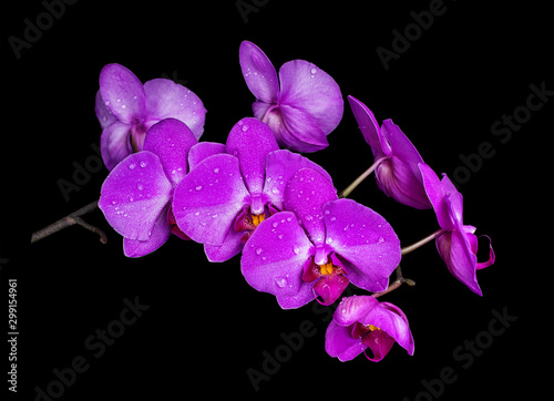 Purple orchids flowers