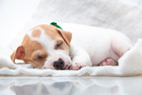 Fototapeta Koty - Cute puppy sleeping with his paws up on a knitted sweater. Cozy winter at home. 