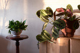 Fototapeta  - Houseplant Arrowroot (Maranta) and others in a room in sunlight