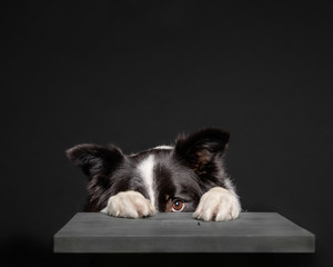 Wall Mural - Black and white border collie hiding behind grey stool