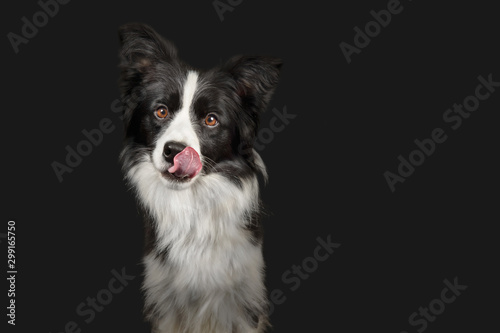 Cuadros en Lienzo Black and white border collie on dark grey background