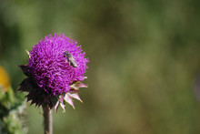 Purple Thistle Green Plants With Bee Rustic Country Farm Ranch Texas