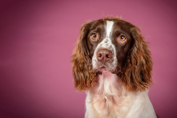 Wall Mural - Spaniel stares into lens on pink background