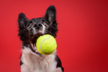 Hilarious collie dog catches tennis ball on red background