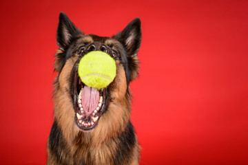 Wall Mural - Hilarious german shepherd dog catches tennis ball on red background