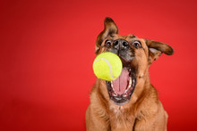 Hilarious Dog Catches Tennis Ball On Red Background