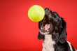 Hilarious crossbreed dog catches tennis ball on red background
