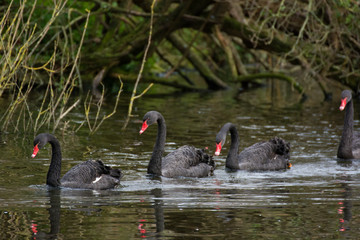 Canvas Print - Three swans 2